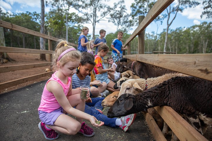 Feed and pat the friendly animals