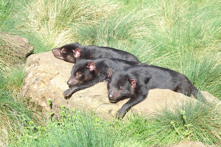 Devils basking