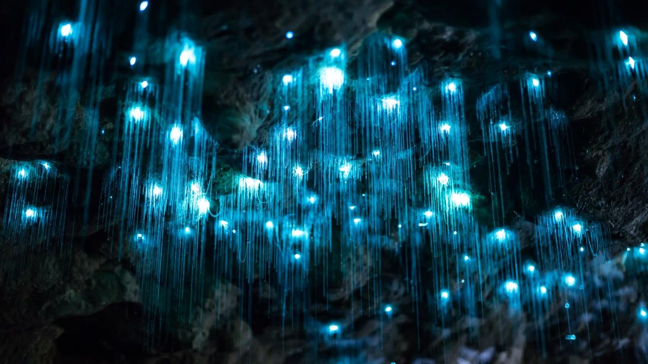 Experience the serene beauty of glow worms illuminating the caves a unique display of nature’s wonders awaiting discovery amid the lush greenery of Tamborine Mountain.