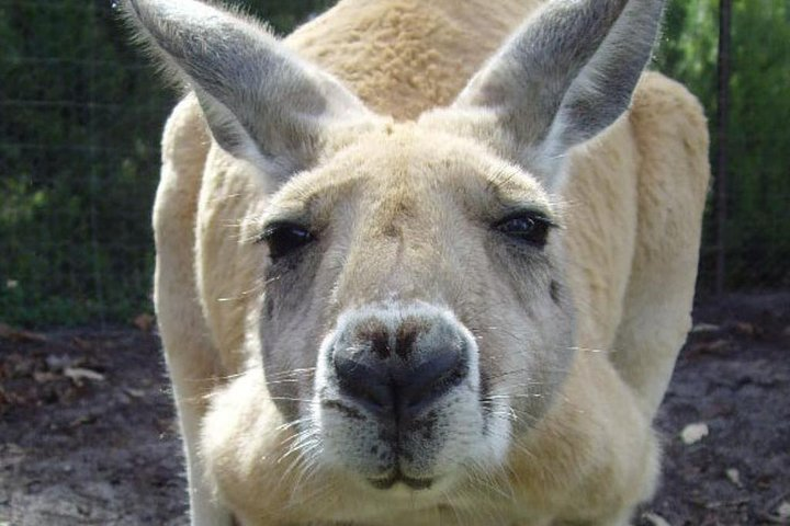 Caversham Wildlife Park