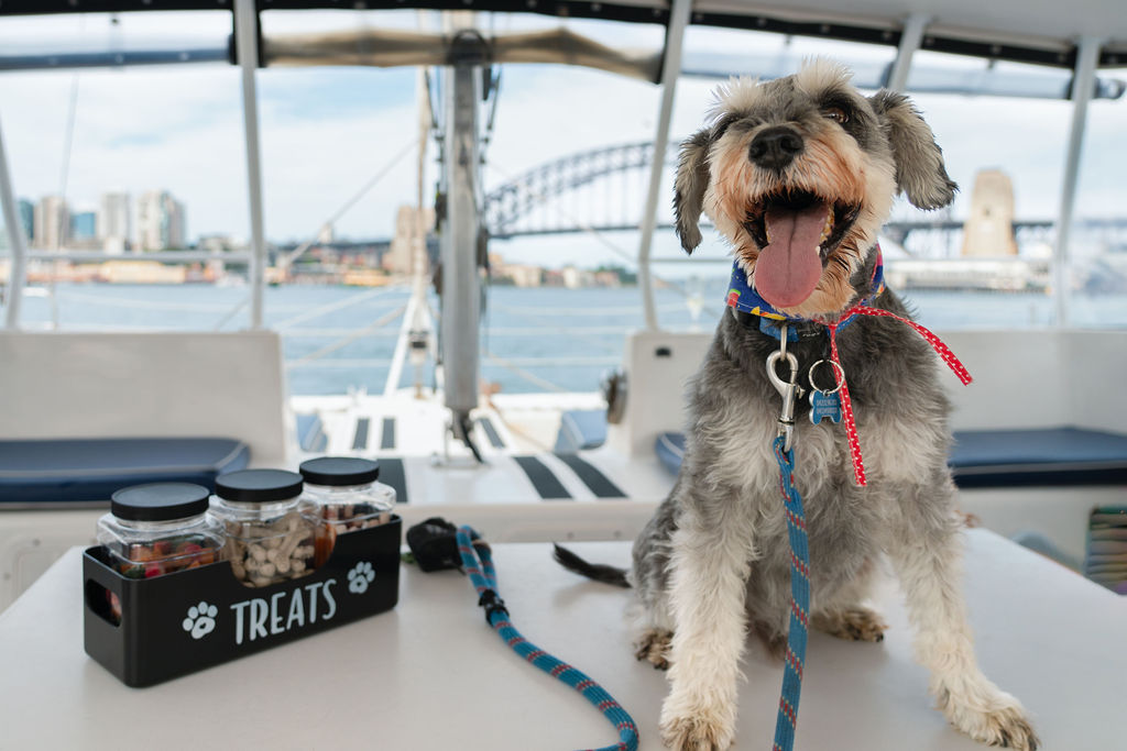 Dogs on Deck: Sydney's 1st Dog Friendly Harbour Cruise - Photo 1 of 15