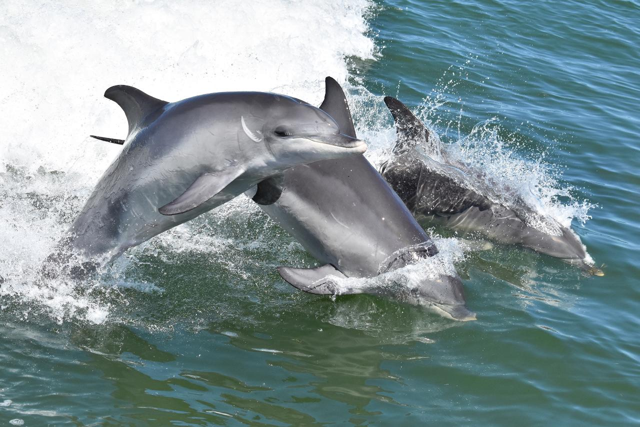 Dolphin Cruise & Views Tour - Photo 1 of 14