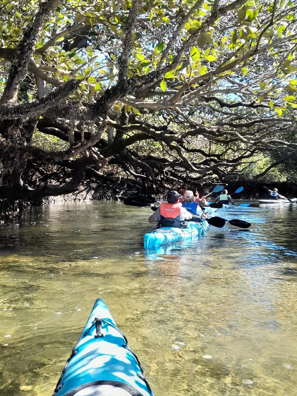 Dolphin Sanctuary Guided Eco Kayak Tour - Photo 1 of 1