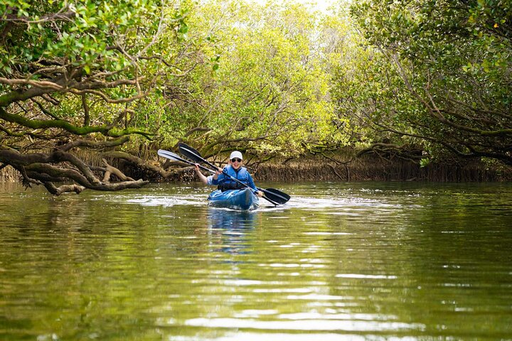 Mangroves