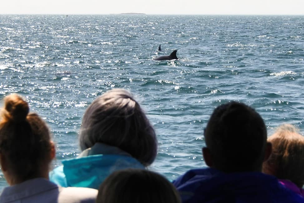 Experience the joy of watching dolphins dance in the waves while surrounded by stunning coastlines. Explore the unique marine life of Mornington Peninsula on a boutique cruise adventure.