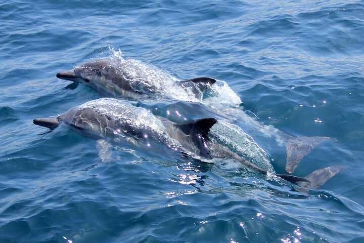 our local dolphins
