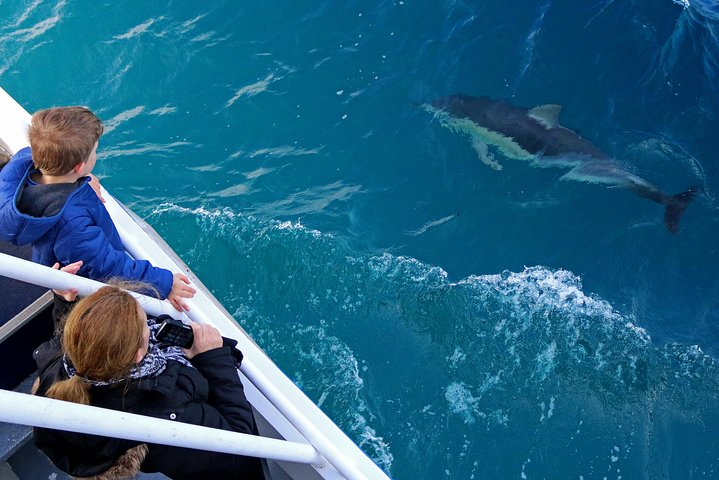 Experience the joy of watching dolphins play alongside your boat while the stunning cliffs of Cape Woolamai and Phillip Island’s coastline provide a breathtaking backdrop on your marine adventure.