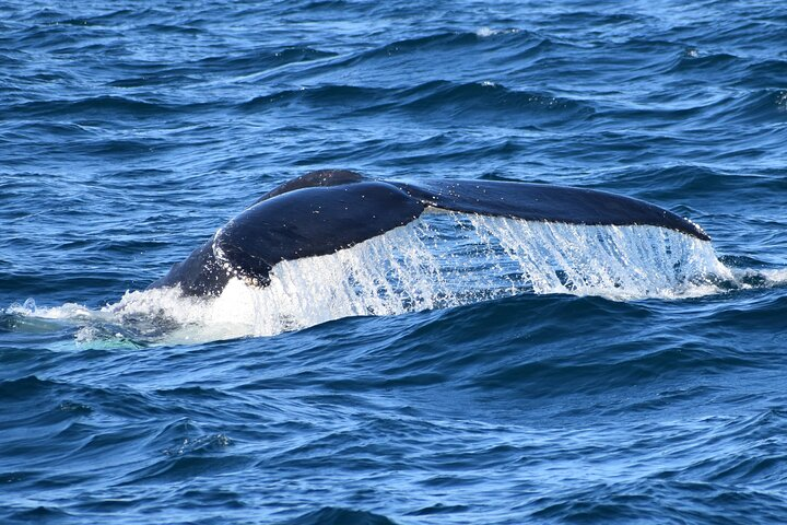 Phillip Island Dolphin & Whale Cruise - Photo 1 of 7