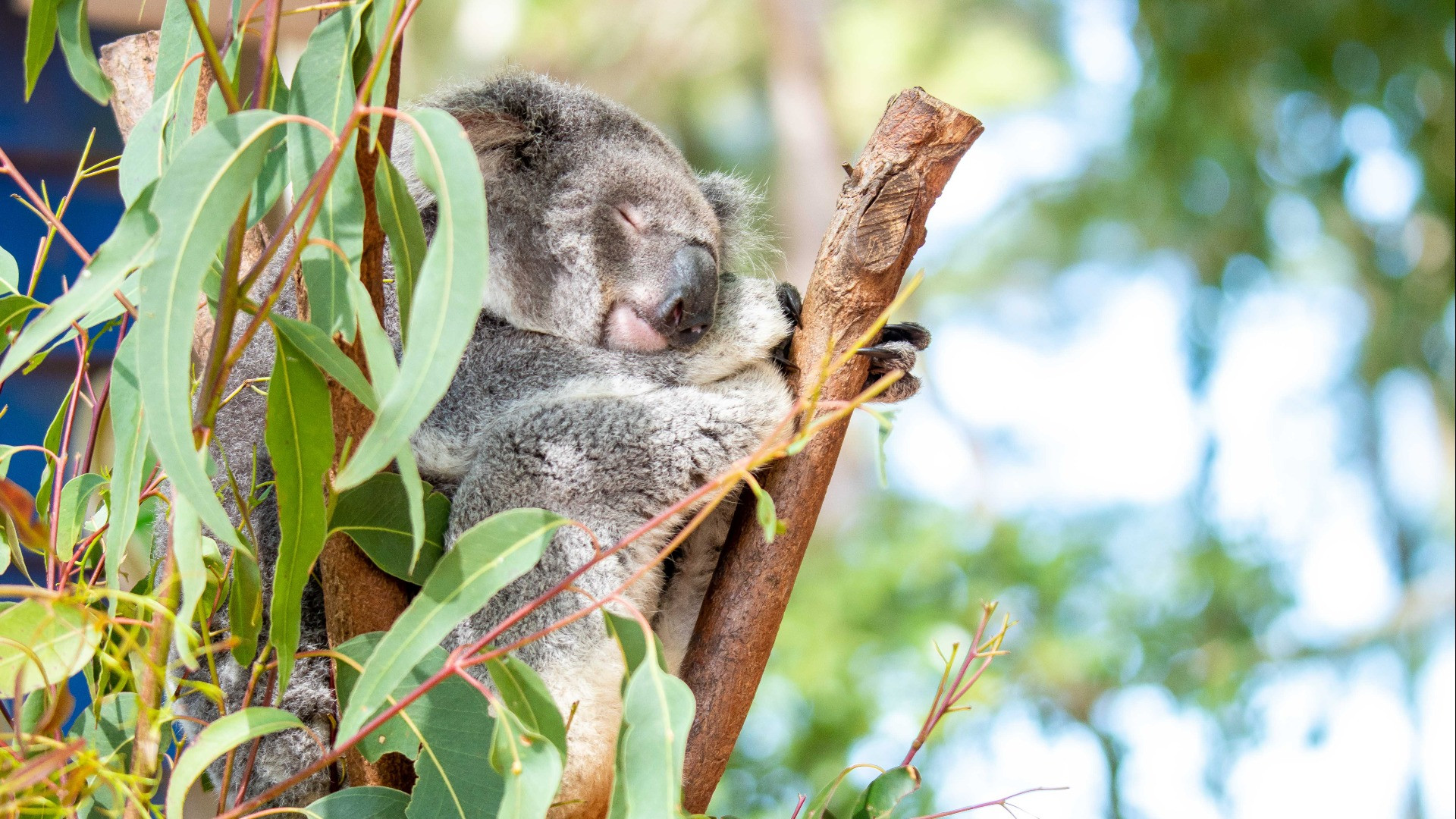 Dreamworld Gold Coast Ticket (Direct Entry) - Photo 1 of 11