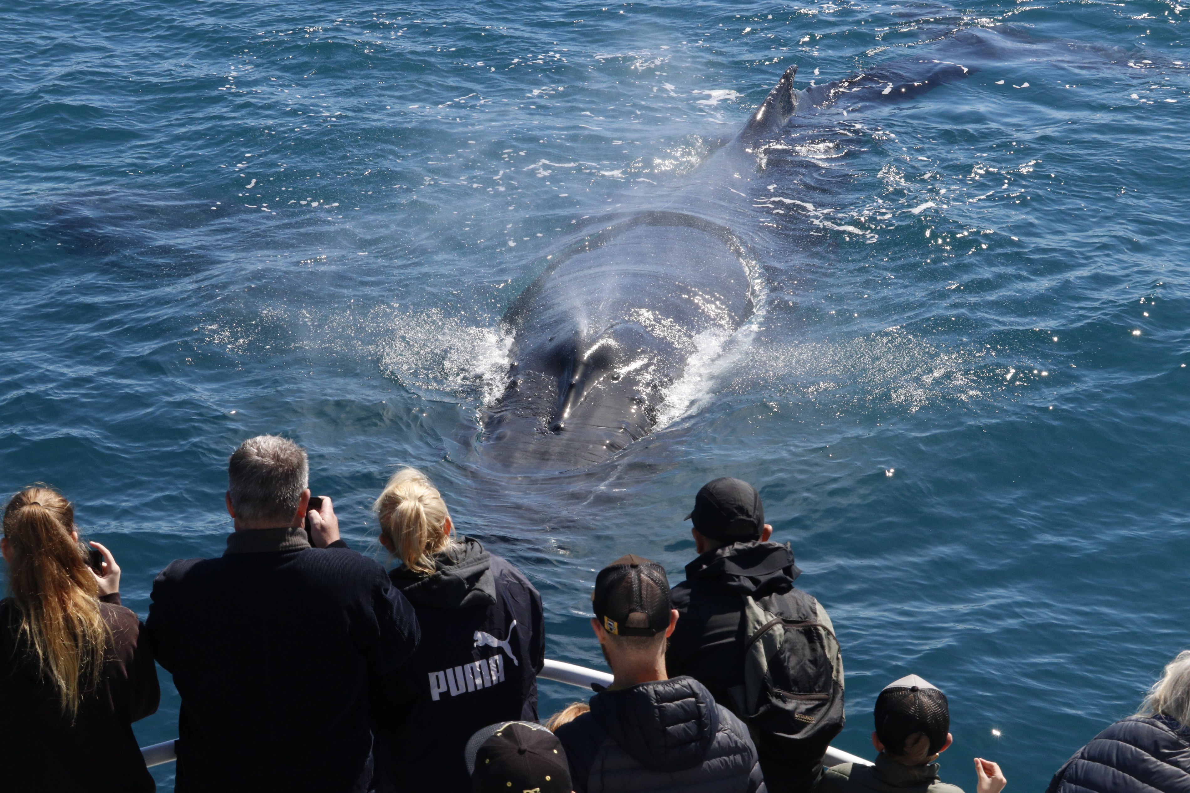 Experience the magic of Dunsborough as majestic whales glide gracefully past offering a unique opportunity for close encounters and unforgettable memories along the stunning coastline.