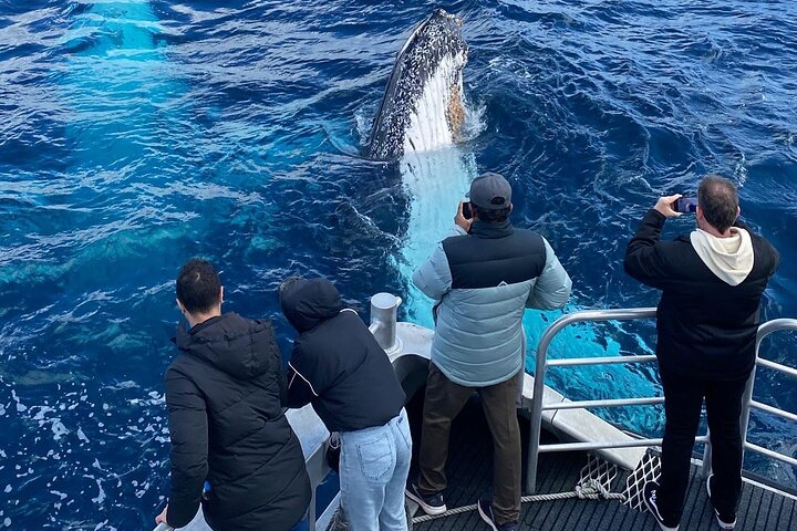 Curious Humpback Whale and Passengers