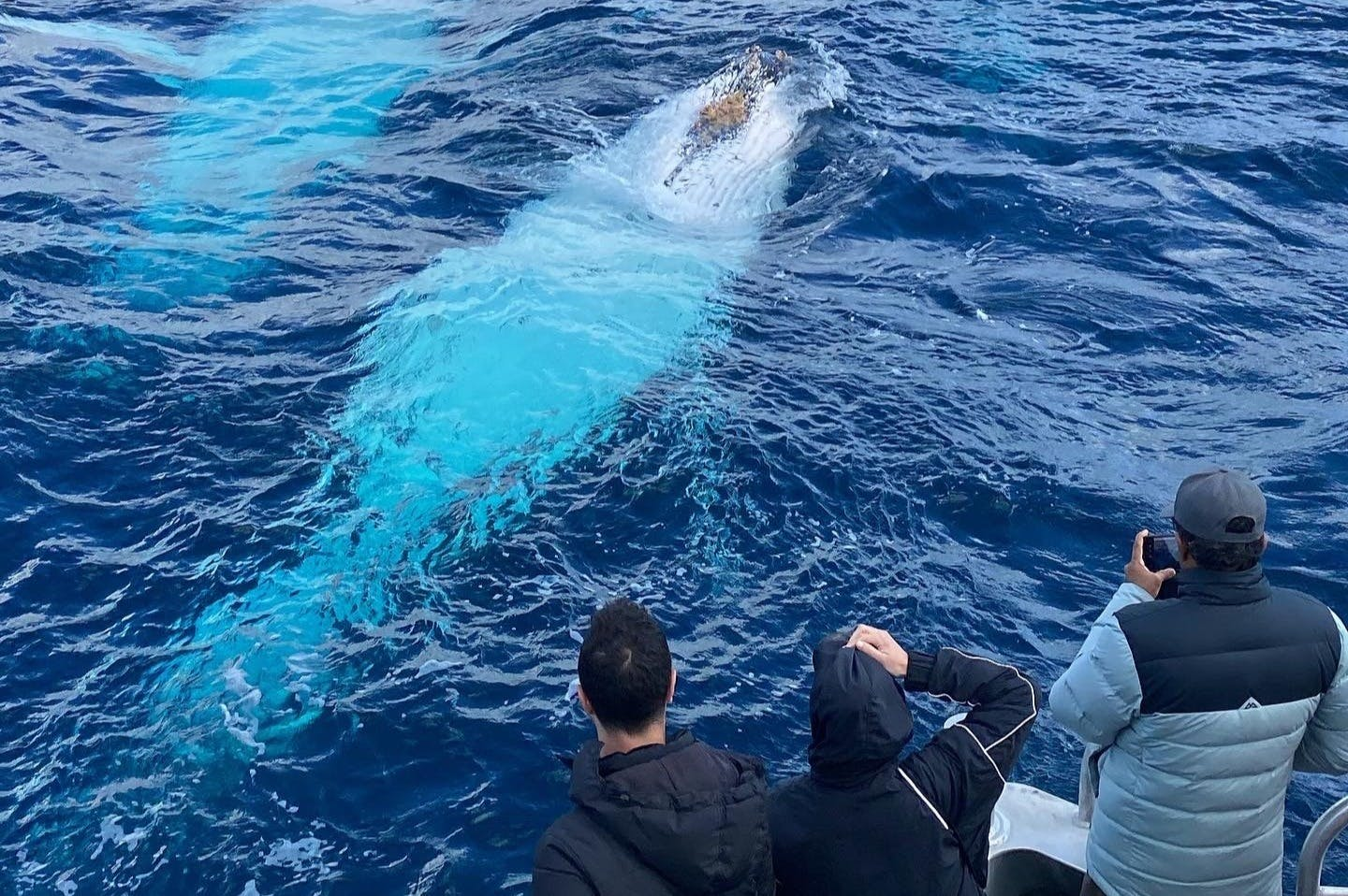 Dunsborough: Whale Watching Tour - Photo 1 of 8