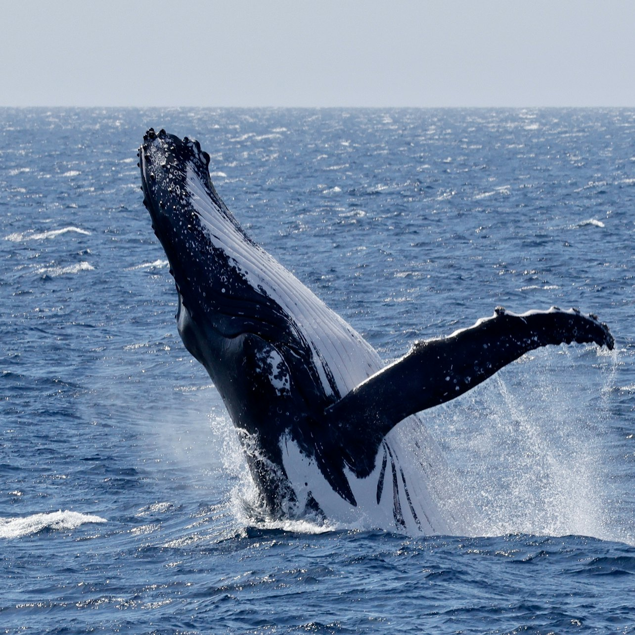 Dunsborough: Whale Watching Tour - Photo 1 of 9