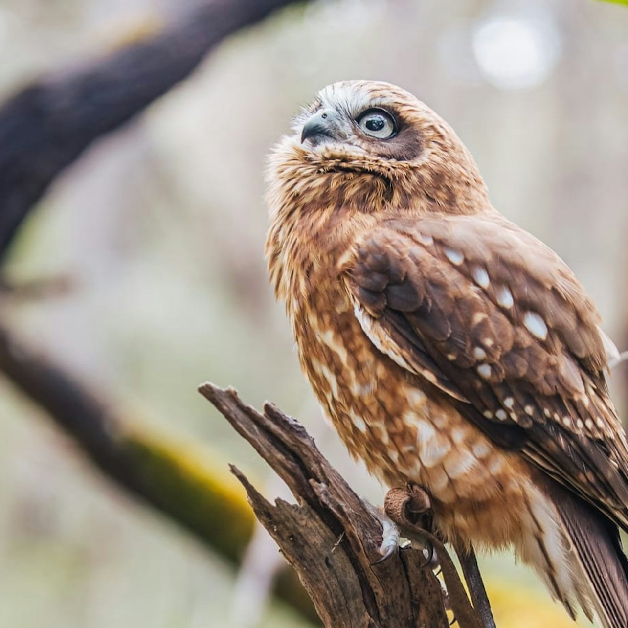 Immerse yourself in nature at Capes Raptor Centre where stunning birds of prey perch amidst tranquil surroundings creating unforgettable encounters during your scenic forest walk.