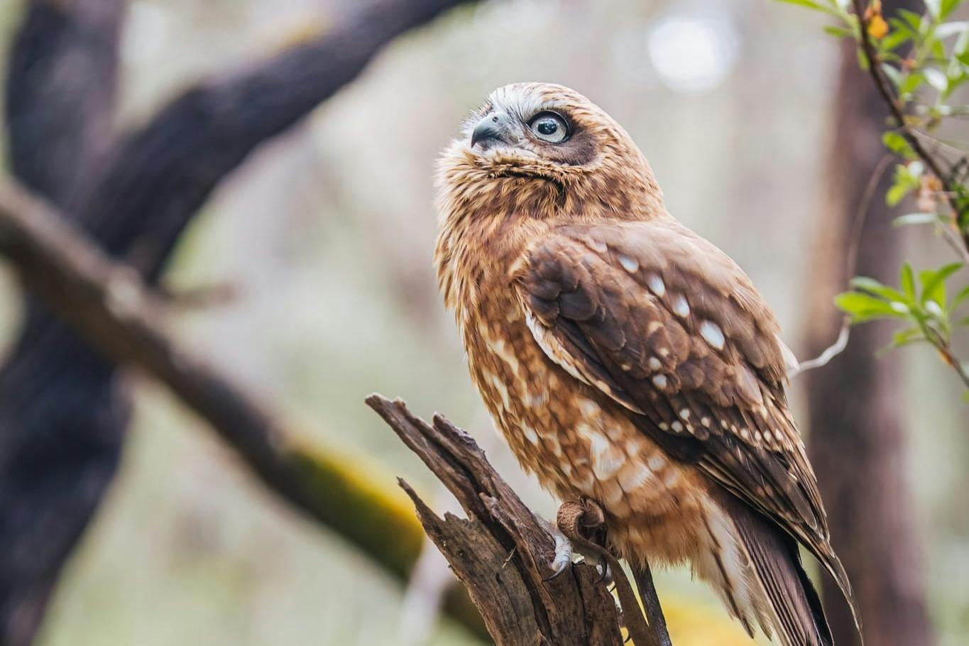 Capes Raptor Centre: Bird of Prey Flight Display + Trail Walk - Photo 1 of 8