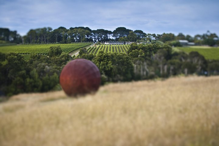Explore the stunning landscapes of Montalto Vineyard where rolling vineyards meet artistic sculpture creating a perfect backdrop for a memorable gourmet lunch and wine-tasting adventure.
