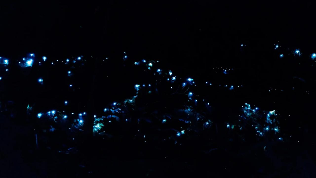 Evening Rainforest & Glow Worm Experience - Photo 1 of 6
