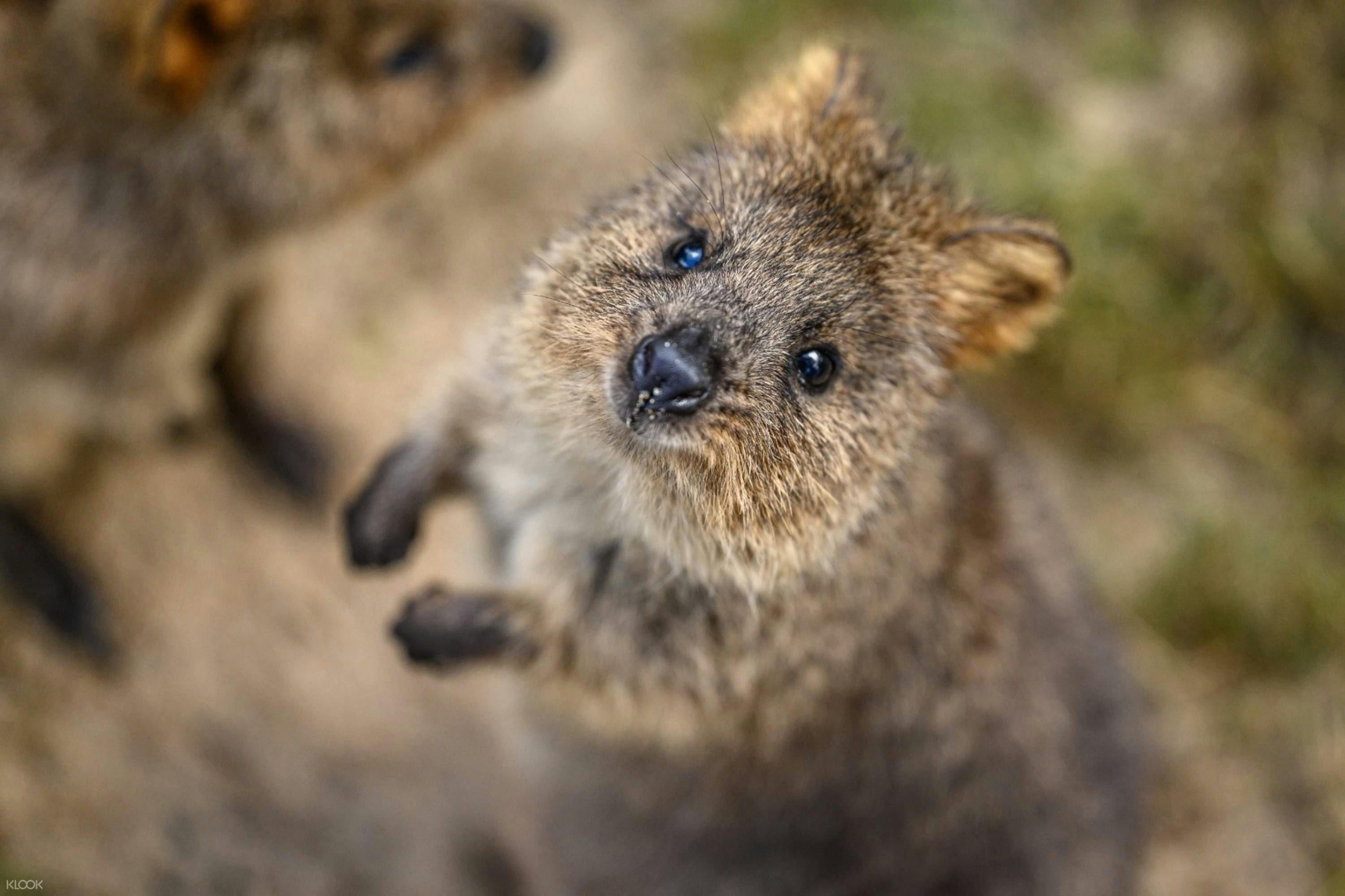Featherdale Sydney Wildlife Park: Entry Ticket - Photo 1 of 6