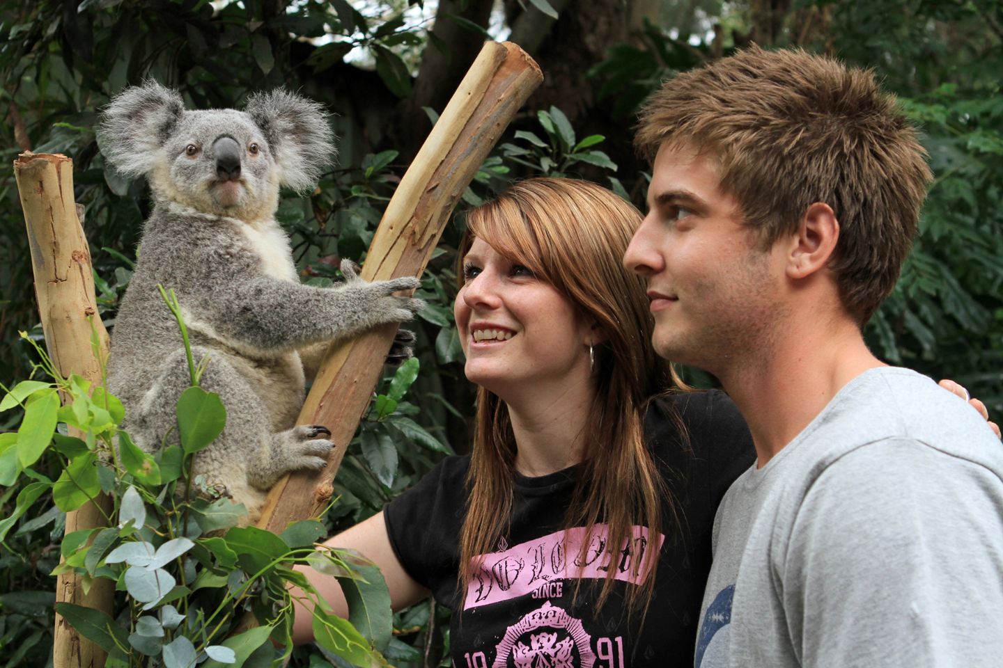 An unforgettable moment with a friendly koala at Featherdale Sydney Wildlife Park. Interact with iconic Australian animals and explore their natural habitats surrounded by lush greenery.