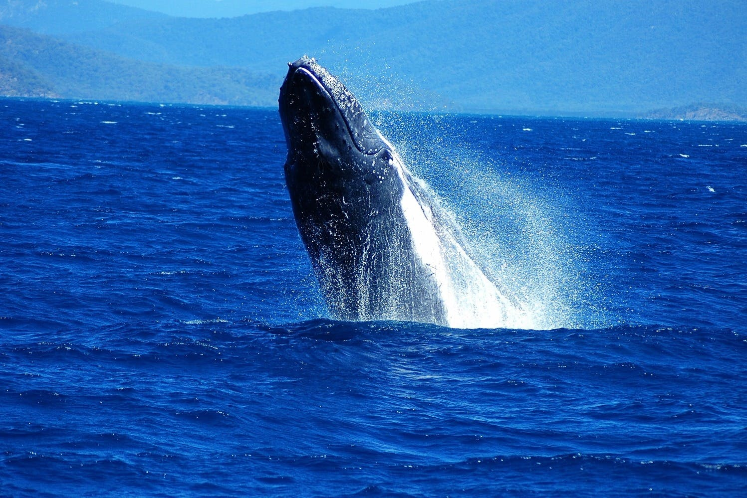 Fitzroy Island: Guided Whale Watching Tour from Cairns - Photo 1 of 6