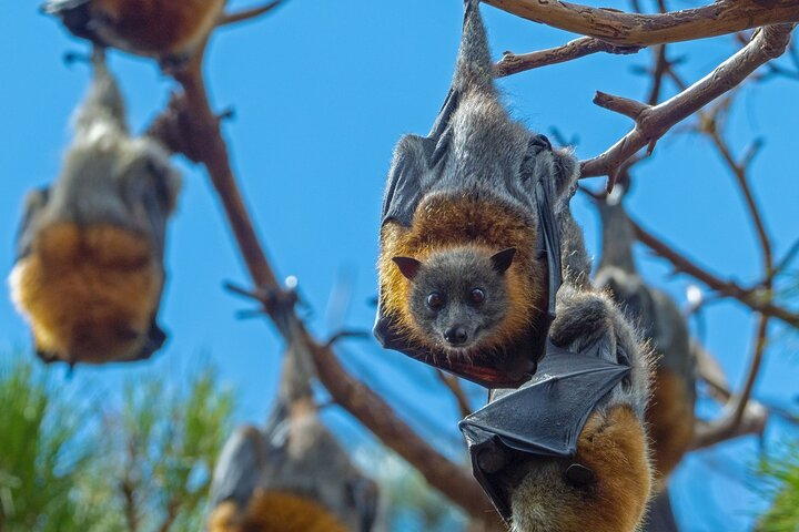 Experience the unique charm of Sydney's wildlife as Australian bats display their massive wingspans. Enjoy close encounters and learn about these fascinating creatures on a memorable small group tour.