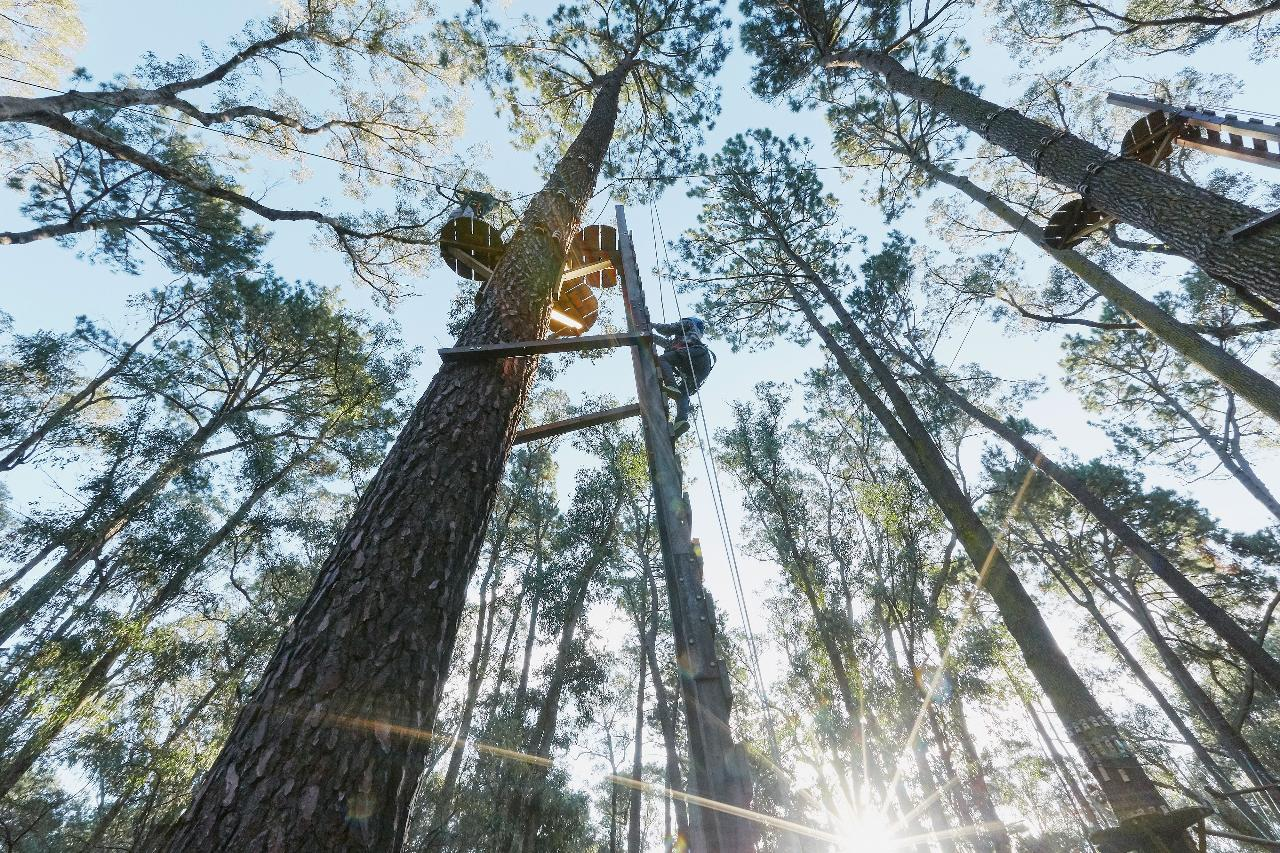 Experience the beauty of Ludlow Tuart Forest while navigating high ropes courses and flying foxes among majestic trees perfect for adventurers of all ages seeking outdoor fun.