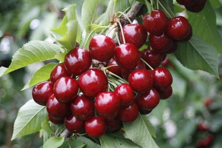 Cherry Picking