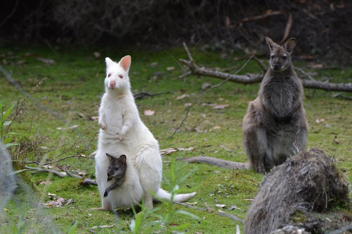 Full-Day Guided Bruny Island Tour from Hobart - Photo 1 of 9