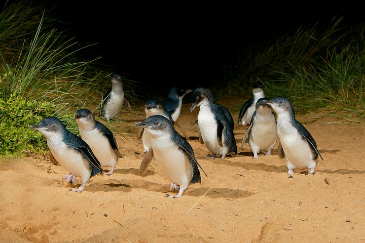 Witness the delightful moment as little penguins waddle ashore at dusk a unique experience that showcases nature's charm against the stunning backdrop of Phillip Island's coastline.