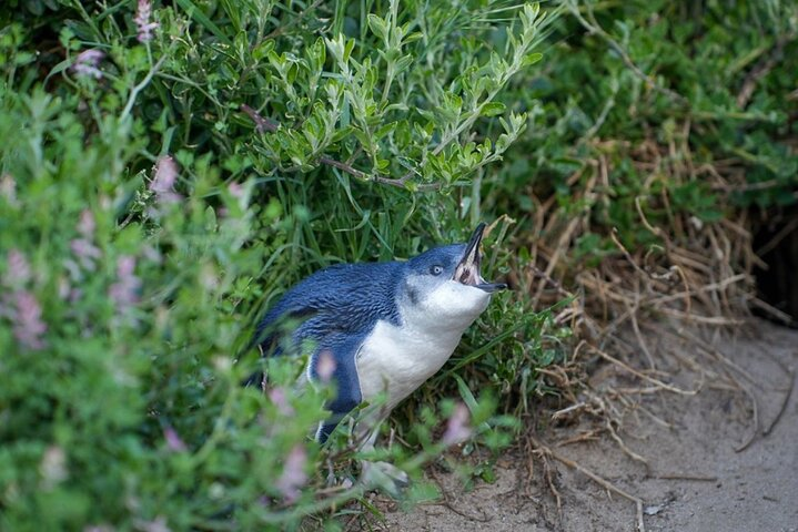 Full-day Melbourne City Sightseeing Tour with Penguin Parade - Photo 1 of 14