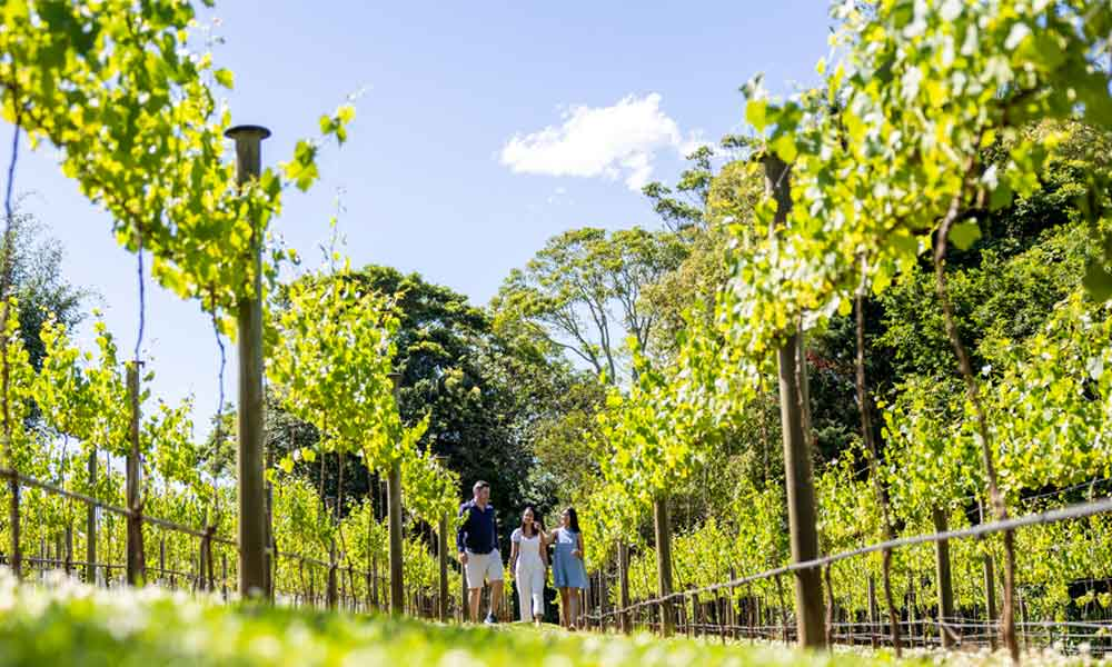 Tamborine Mountain - Premium Winery Tour with Gourmet Lunch – From Gold Coast - Photo 1 of 16