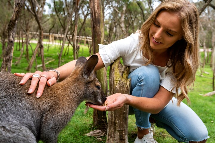 Experience the joy of interacting with Australian wildlife where moments spent feeding friendly kangaroos create lasting memories amidst the stunning natural beauty of the Mornington Peninsula.