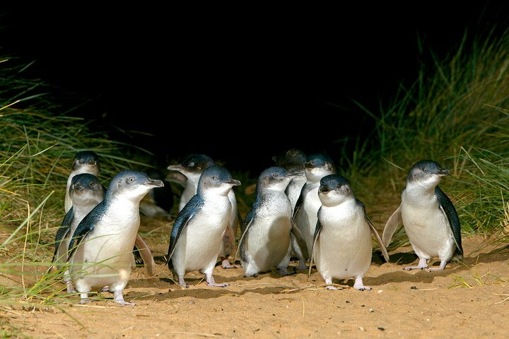 Penguins waddling in sunset
