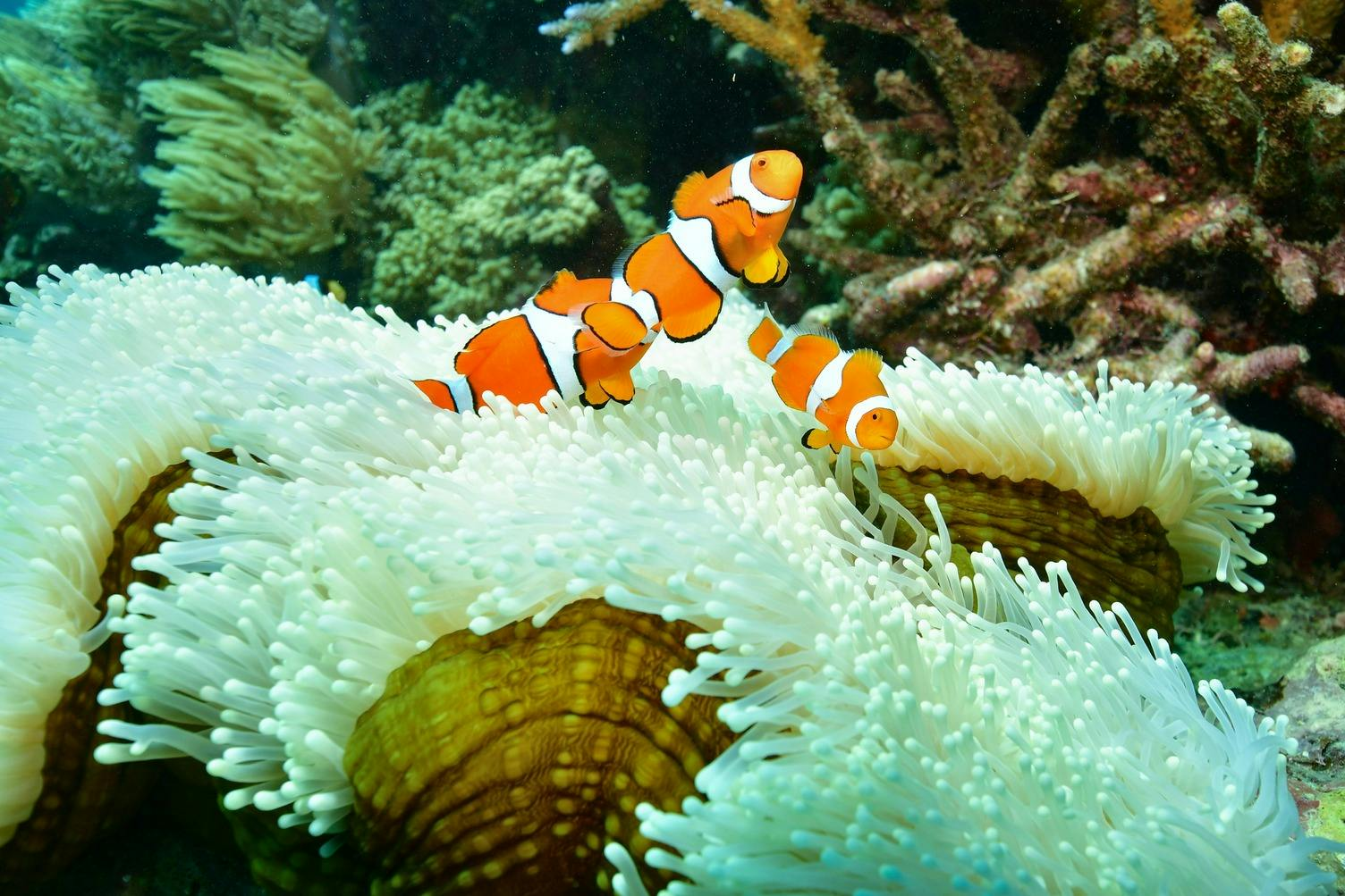 Great Barrier Reef: Cruise from Cairns + Semi-Submersible Tour + Snorkelling - Photo 1 of 5