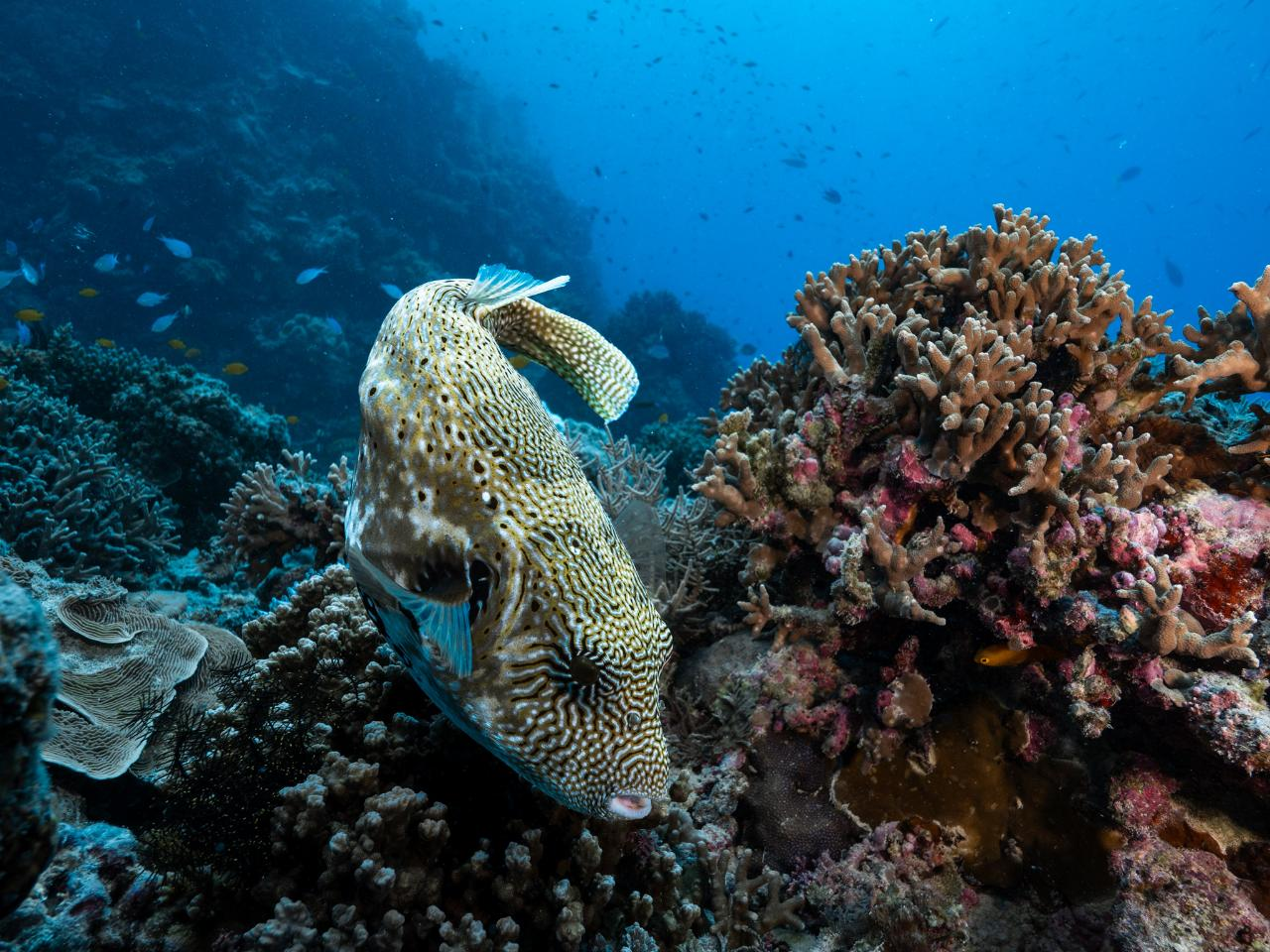 Great Barrier Reef Day Trip - Certified Diver (From Townsville and Magnetic Island) - Photo 1 of 11