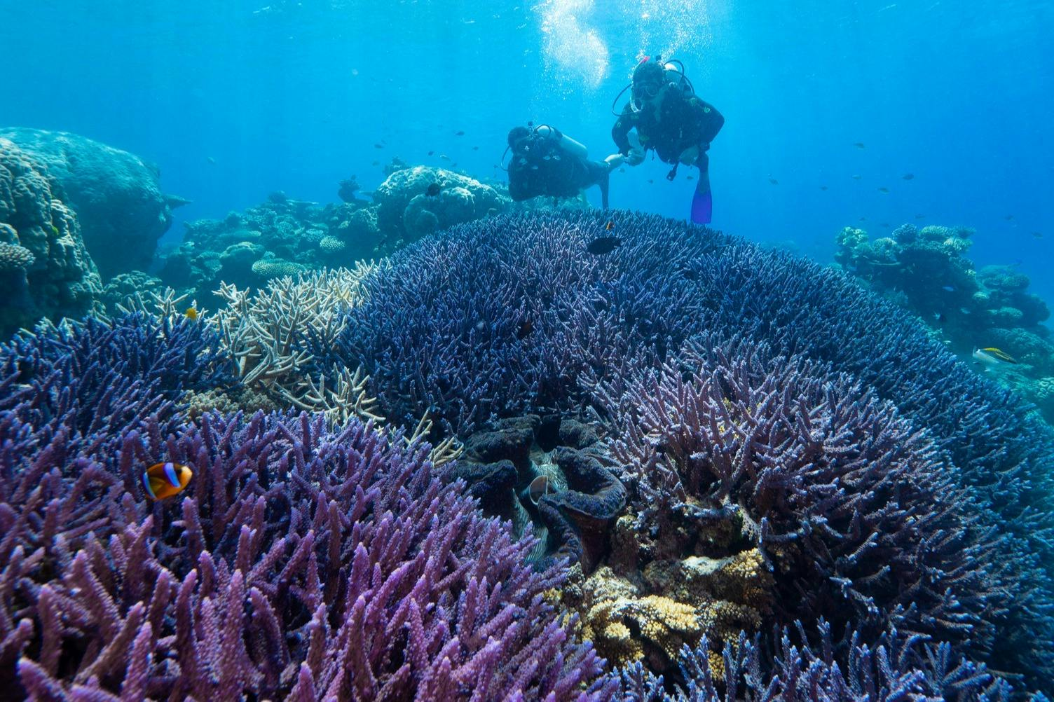 Great Barrier Reef: Snorkelling Tour from Cairns + Lunch - Photo 1 of 7