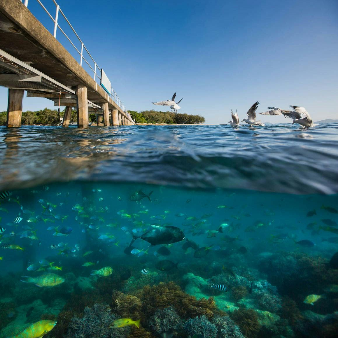 Cairns: Green Island Ferry Transfer + Optional Snorkel - Photo 1 of 12