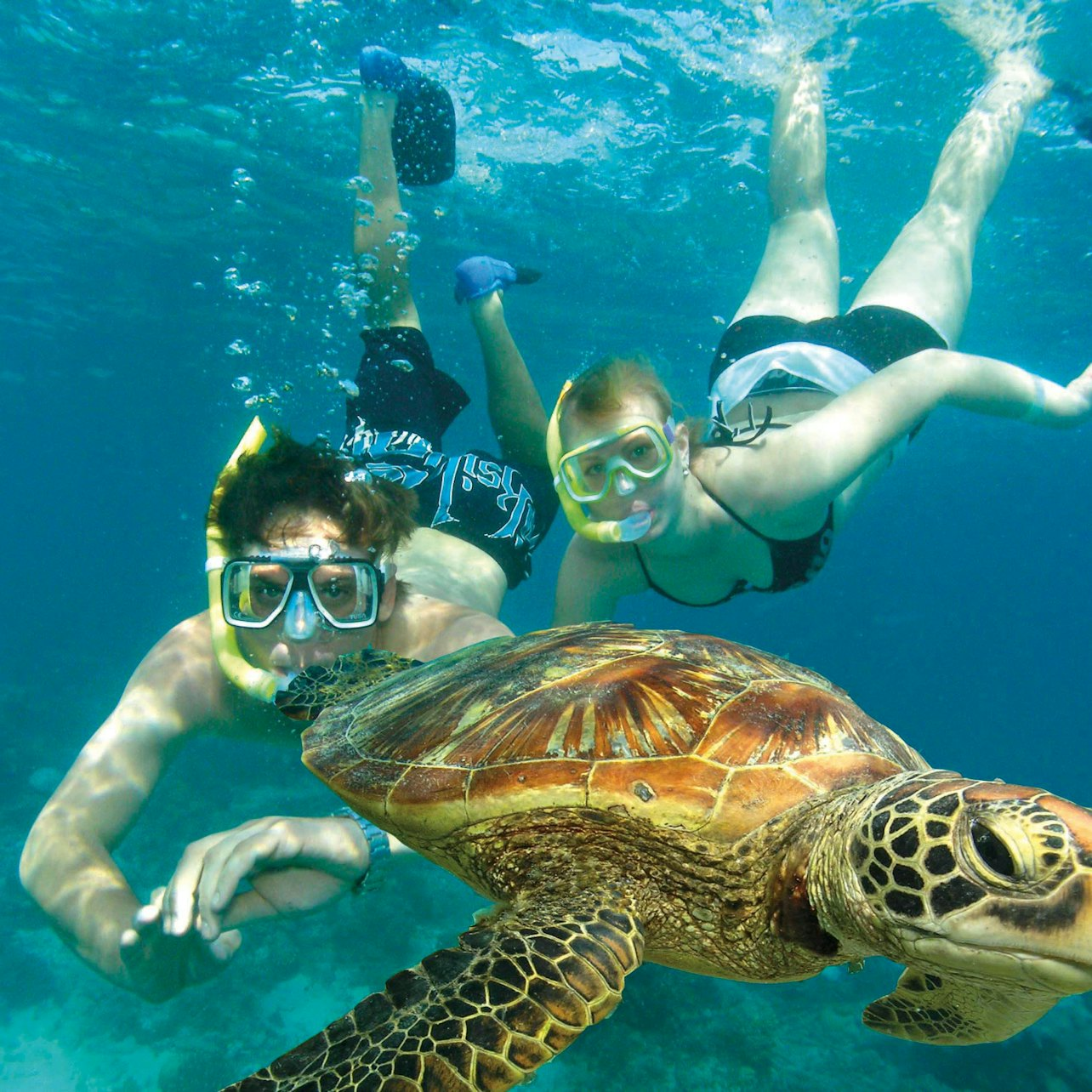 Dive into an unforgettable experience with green waters and vibrant marine life as curious sea turtles glide alongside snorkelers exploring the wonders of the Great Barrier Reef.