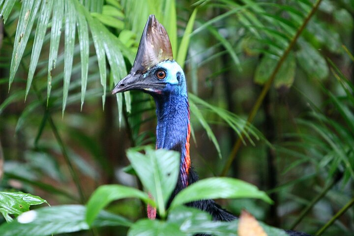 Guided Night Walk in Cape Tribulation - Photo 1 of 25