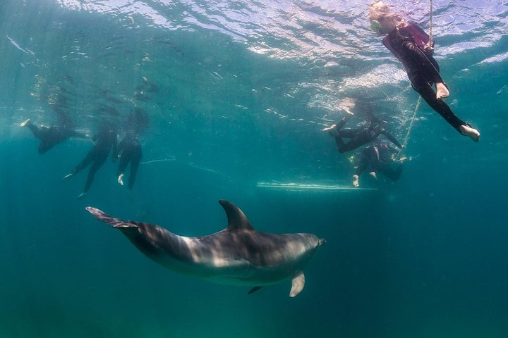 Immerse yourself in the stunning waters of Port Phillip Bay swimming alongside playful dolphins and seals while exploring the unique marine life beneath the surface.