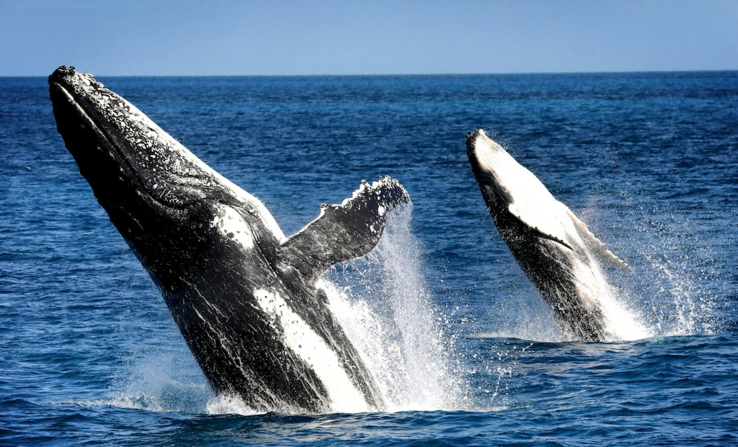 Hervey Bay: Half-Day Whale Watching Cruise - Photo 1 of 10