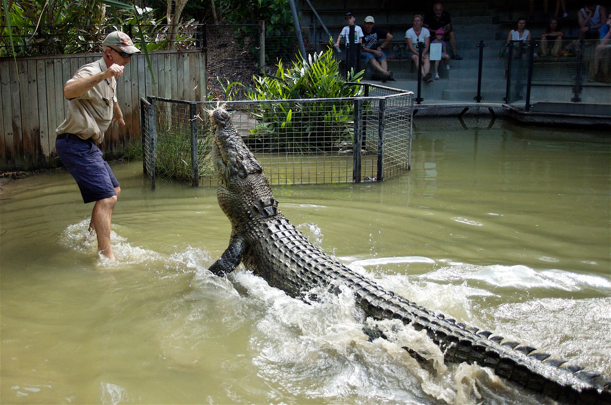 Experience the wonders of Hartley's Crocodile Adventures where you can witness thrilling crocodile encounters and learn about Australia's unique wildlife in a stunning natural setting.