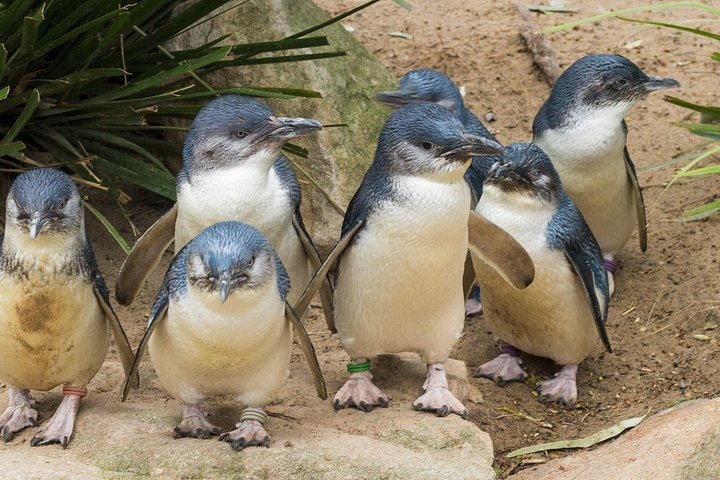 Healesville Sanctuary And Phillip Island Wildlife Bus Tour - Photo 1 of 14