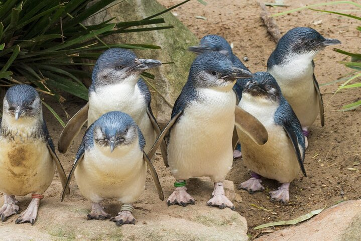 Healesville Sanctuary And Phillip Island Wildlife Bus Tour - Photo 1 of 14