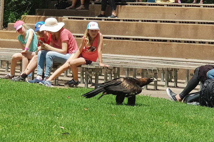 Witnessing wildlife up close brings excitement and wonder as visitors delight in observing magnificent birds alongside fellow travelers creating memorable moments amid nature's beauty.