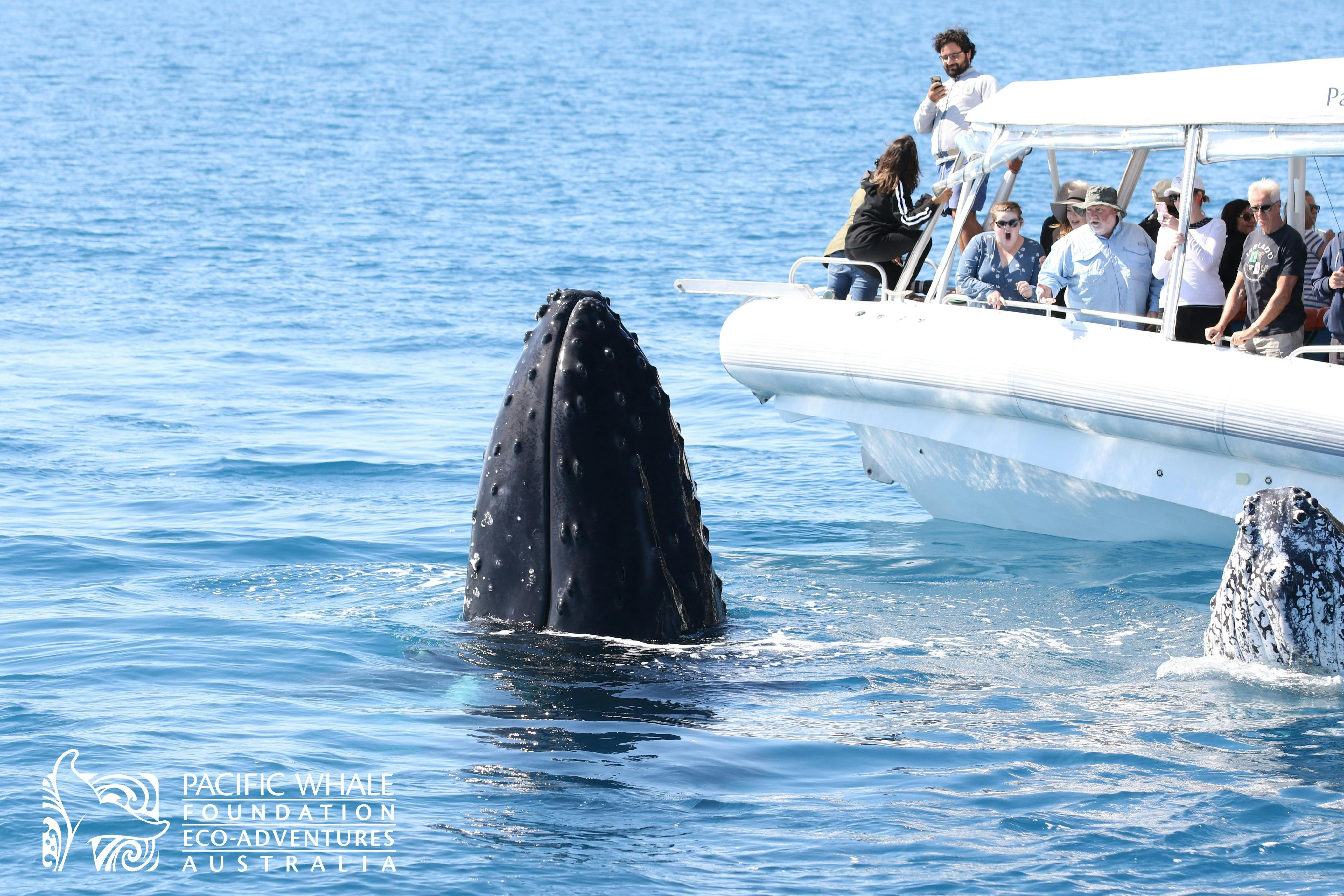 Hervey Bay: Guided Whale Watching Cruise + Snack & Drink - Photo 1 of 7