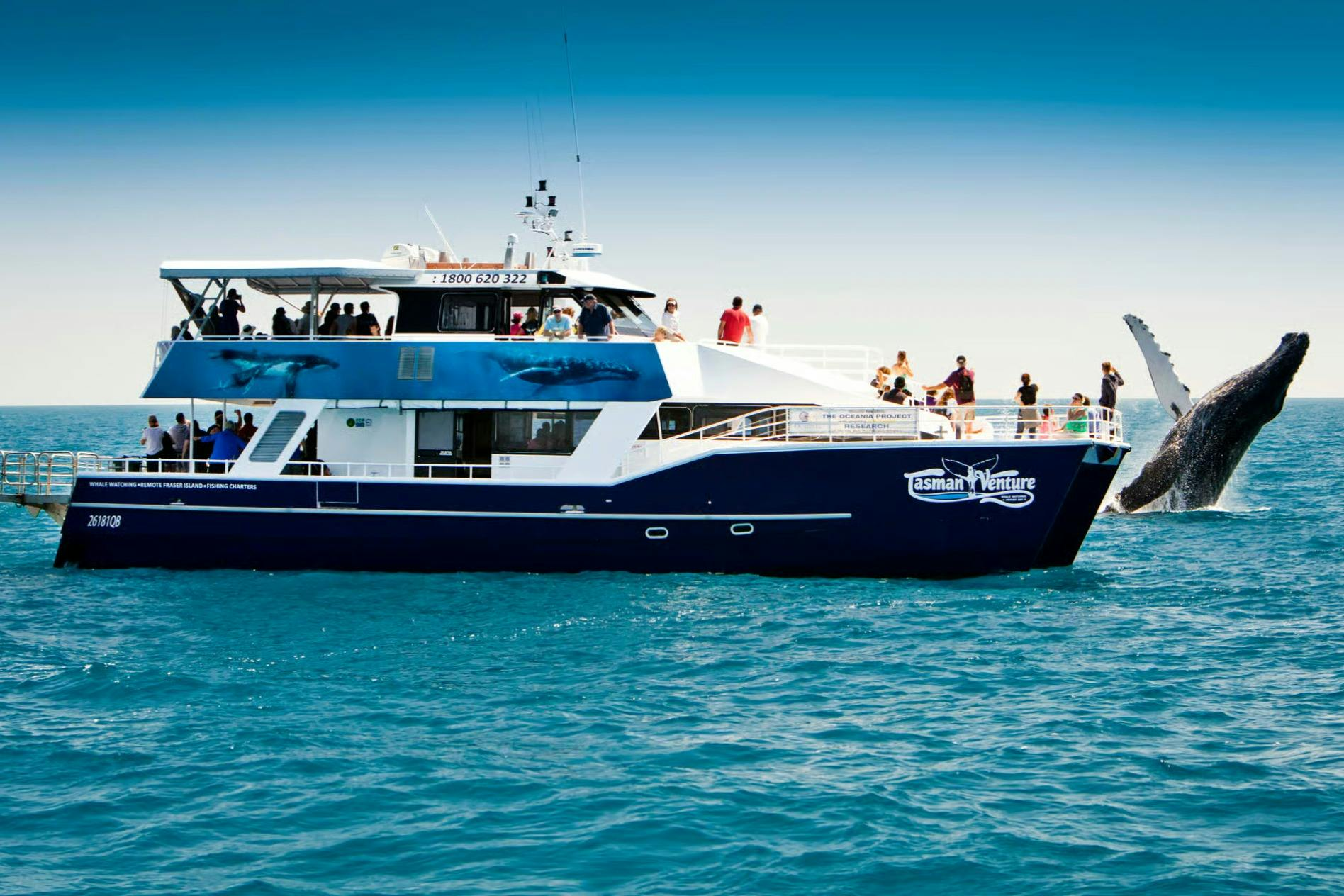 Hervey Bay: Half-Day Whale Watching Cruise + Transfers - Photo 1 of 7