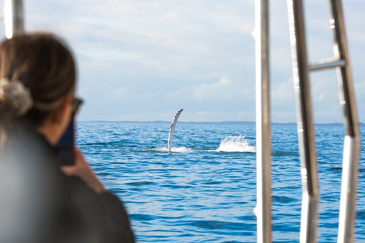 Hervey Bay: Premium Small Group Whale Watching Safari - Half Day - Photo 1 of 8