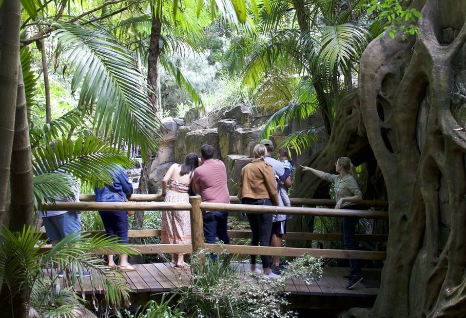 Tamborine Mountain – Hop On Hop Off + Glow Worm Tour - From Gold Coast - Photo 1 of 9