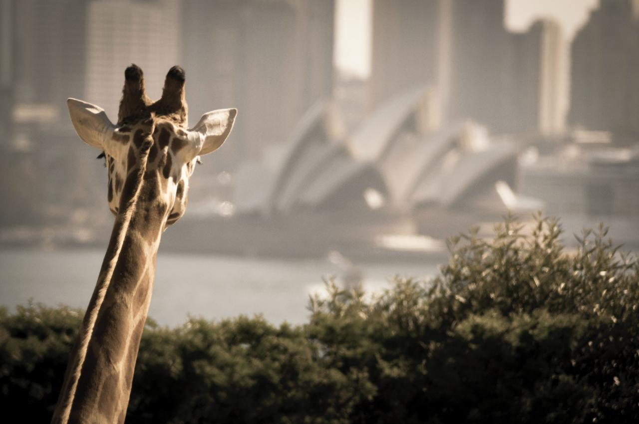 Experience a unique perspective on Sydney with a giraffe overlooking the iconic Opera House blending wildlife and urban scenery for an unforgettable day at Taronga Zoo.